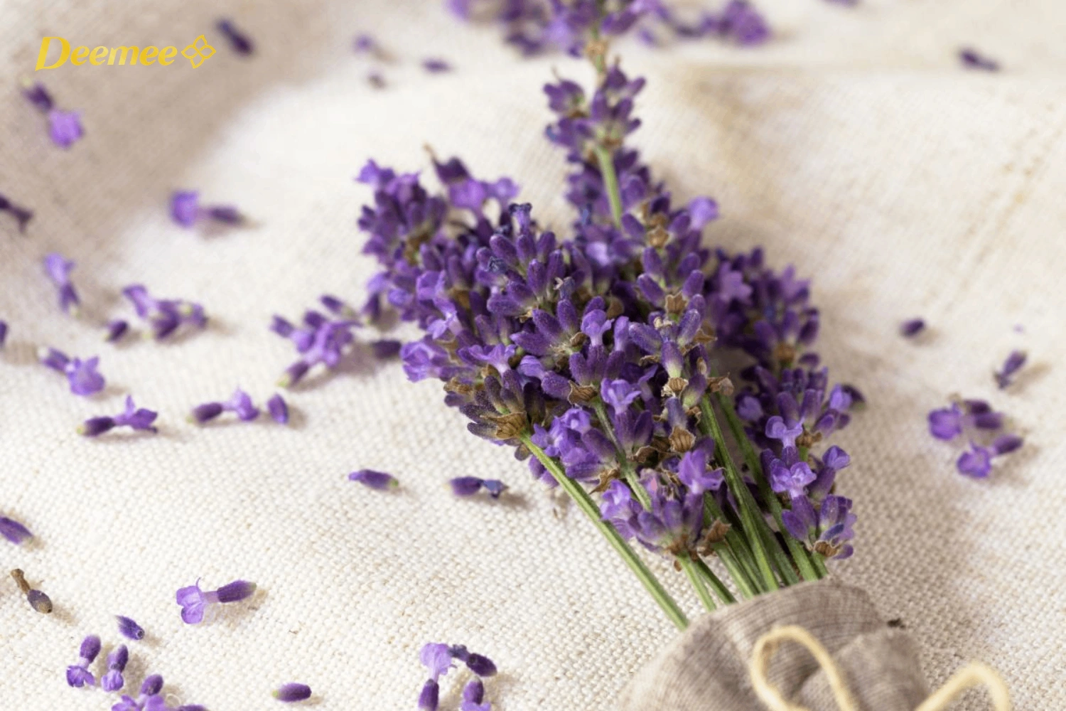 Lợi ích mùi lavender cho không gian sống sạch thơm